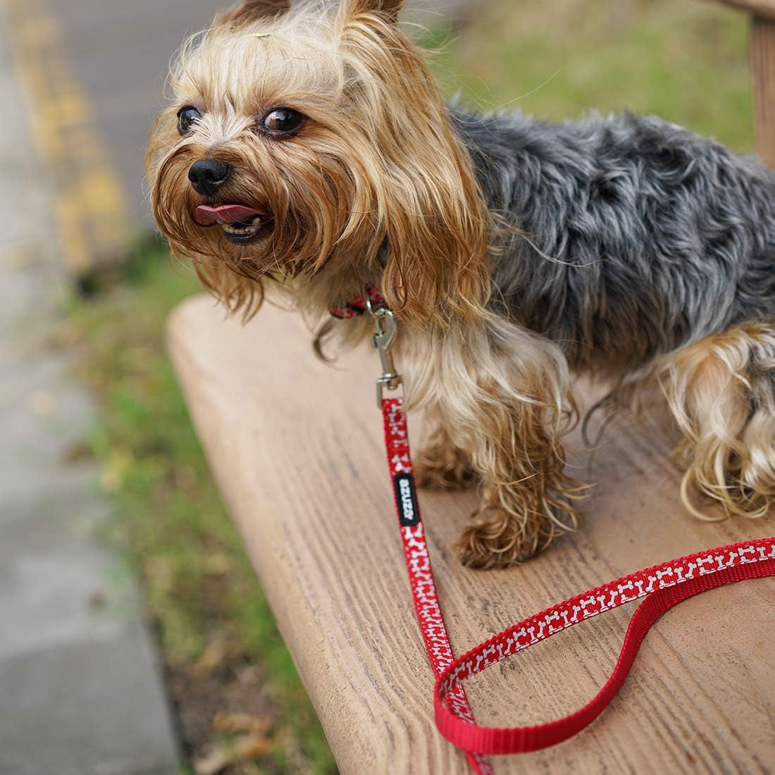 New Year Dog Collar and Leash Set, Adjustable Nylon Collar with Matching Leash for Small Dogs, Foil Printing Dog Bone Pattern, Red